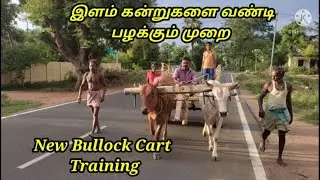 NEW BULLOCK CART TRAINING | How to Training a New Bullock cart | Bull Training For Agriculture Work