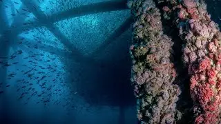 Transforming Oil Rigs in to Thriving Ocean Reefs