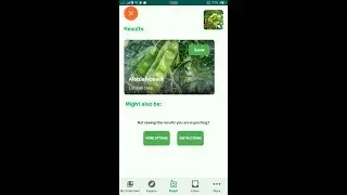 PlantSnap identifies a Lebbek tree (Albizia lebbeck)