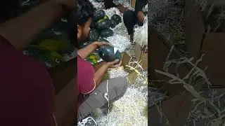 Fresh Watermelon Sorting & Grading | Export Quality for Qatar 🇶🇦 #gulfexport
