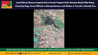 Local Woman Rescues Leopard Cub in Ponda: Trapped Under Bamboo Basket
