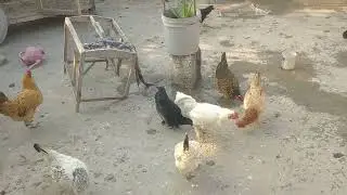 Rooster training himself #chicken #rooster #chicken feed #farming #murga