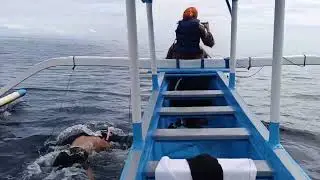 Lovina dolphin tour || Wild dolphin Bali || Lovina beach 