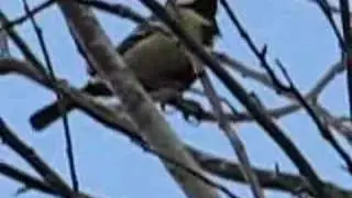 Great Tit song