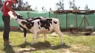 El video m&aacute;s hermoso que ver&aacute;s: Dos terneros disfrutando de su vida en libertad.