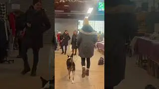 Southeast Michigan Dog Training in Public Spaces #MichiganDogTraining