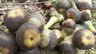 Palmyra fruit, or sometimes Toddy palm fruit or Ice apple. ( তাল ).