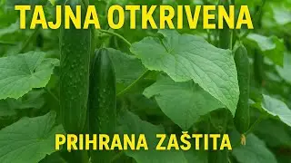 Niko ti neće reći za OVAJ trik – Krastavci RASTU KAO LUDI i bez bolesti!
