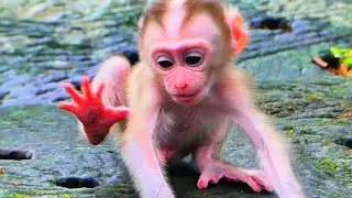 Lovely baby monkey so cute lovely mom #babymonkeybobby 