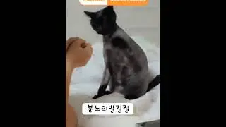 #추억의놀이#보리#쌀#브이로그
