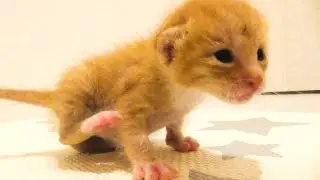 【生後１５日】離しても離しても近寄ってくる子猫がかわいい
