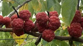 Che tree (Cudrania tricuspidata)with fig flavor - mulberry
