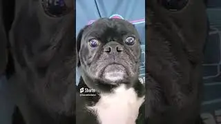 Jeff the Pug's Ugly mug