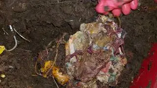 Mixed Worm Bin 3 Check-In & Feeding After 14 Days 11 July 2025 #vermicompost