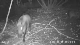 Bushnell Trophy Cam 31.08.2012