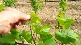 Vigna lavori potatura