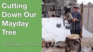 Cutting Down the Mayday Tree in Cecilia's Garden