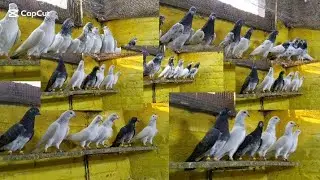 سیالکوٹی کبوتر❤️❤️❤️❤️