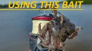 Beach Fishing For MONSTER SHEEPSHEAD +New SECRET BAIT