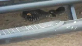 Snake under the Hummer! Yikes!! Elite Land Tours, Palm Springs, CA