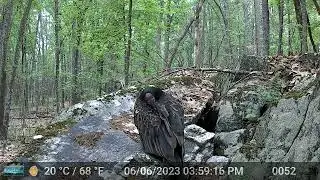 vultures evening nest activity 20230606