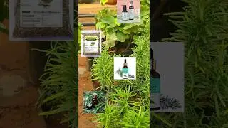 just for RS 30 this plant is available in our online nursery garden 🏡#reels#plants#youtube#trendy