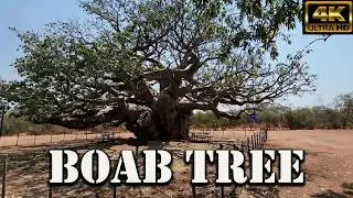Australian Boab Tree 4k