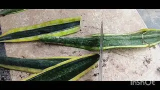 Snake plant propagation. How to propagate sansevieria from leaves cutting in pot.