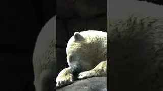 Funkhauser &ldquo;Eisbear&rdquo;