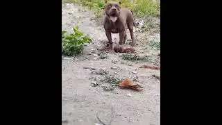 Pitbull Girl  Dog #lekthebestkennel