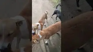 3dogs#dogs videos