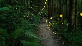 Nature's influence on design, part two