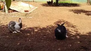 mô hình nuôi thỏ thả vườn thực tế. nuôi thỏ thả vườn sinh sản