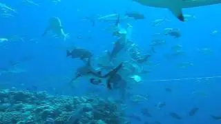 North Horn Shark Feed