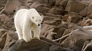 Polar Bears, Svalbard - 2025, 2023 | Reel