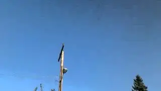 Strange Turkey vulture behavior