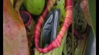 Bird Eaten by Nepenthes - BBC News