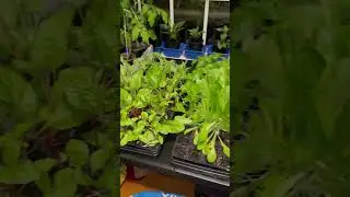 Addicted to plants #garden #new #gardenplants #gardening #countrylife