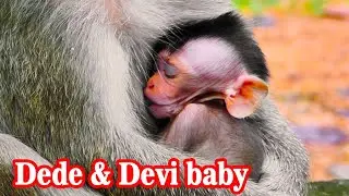 Update DeDe's Family : Her breastfeeding her baby Devi on stone after raining done.