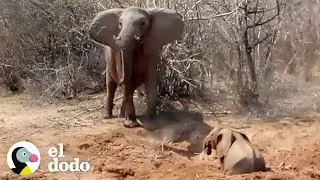 Mamá elefante va a proteger a su bebé con todo lo que tiene | El Dodo