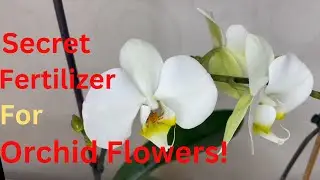 How Should the Care of Flowering Orchids Be ? Orchid Irrigation / Orchid Fertilizer Secret !