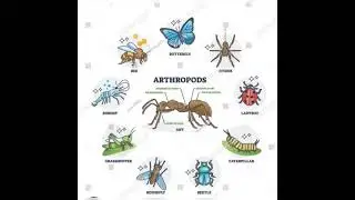 Crustacean(Arthropoda)#biology #zoology #biozoology #vedio#youtubevedio