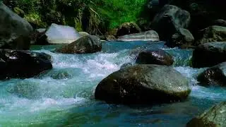 Pure Forest River Stream: Calm Water Sounds for Deep Work and Zen