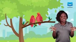 Reproductive System In Birds