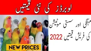Love birds price in pakistan | love birds price in pakistan 2022  | love birds price.