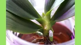 [EN SUB/中文字幕] 蘭花 - 水培成功拯救了蝴蝶蘭 | 技巧分享 | 蘭花種植