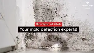 When Should a Property Undergo Mold Testing in Utah?