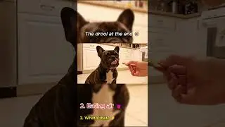 Top 3 Funniest Pet Reactions Caught on Camera! 😂🐶🐱