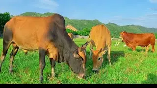 Sapi Lembu Makan Rumput Di Sawah - Sapi Gemuk Gemuk