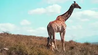 Top 10 Animals in jungle - Happy Chicken - Best Chicken Cutting - Jungle animals #Jungle #animals